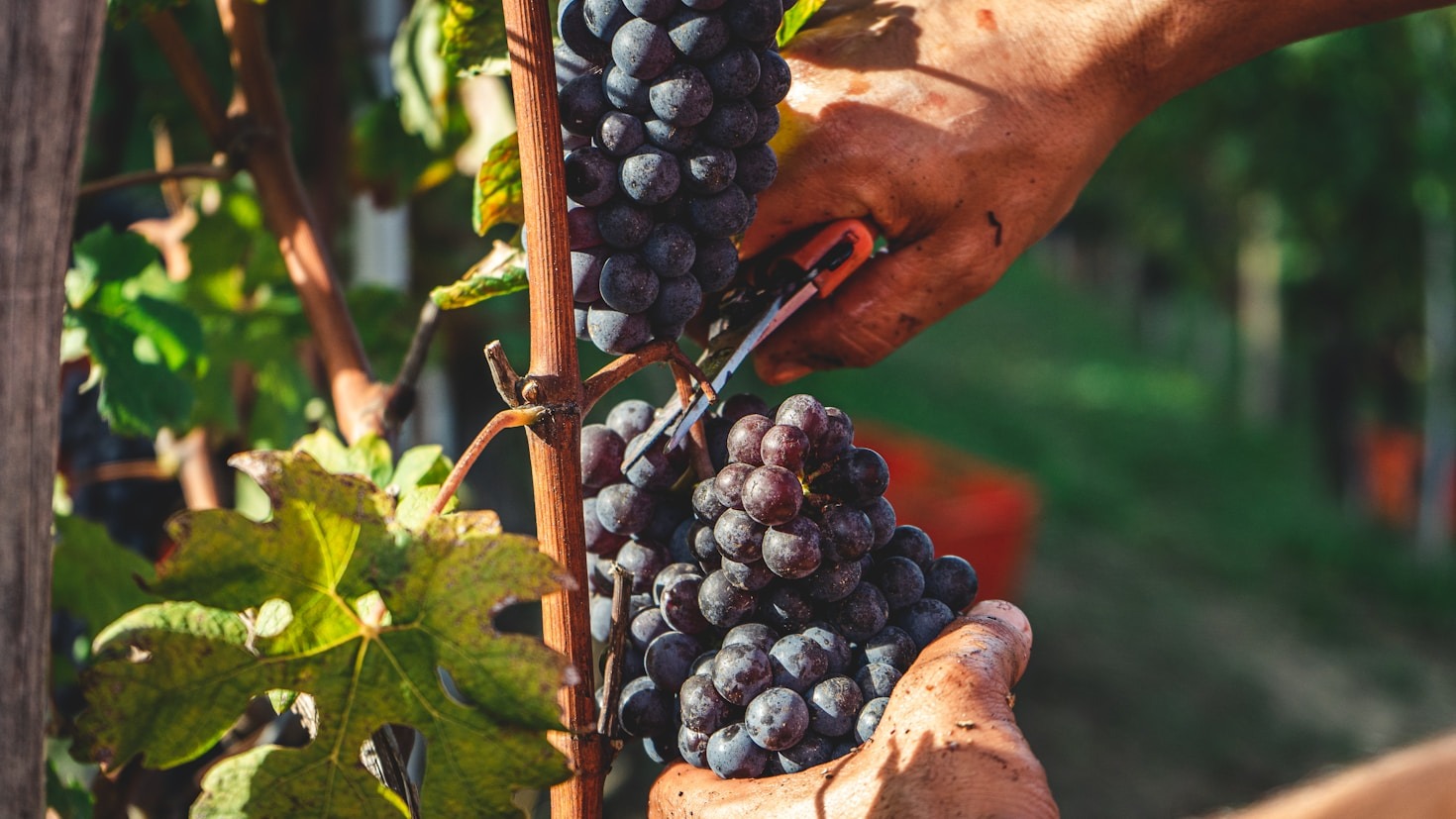 The Art of Food and Wine Pairing